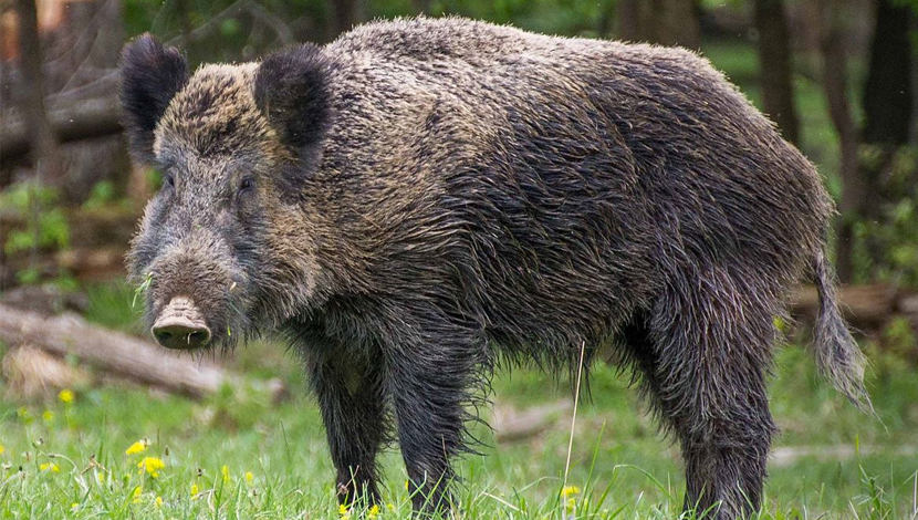 Panic in Ooty due to straying of wild boars | Covaipost